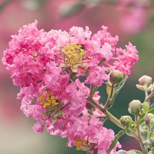 LAGERSTROEMIA